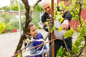 abuelo y nieta cortar uvas en un viñedo foto