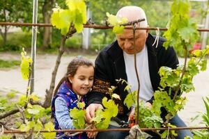abuelo y nieta cortar uvas en un viñedo foto
