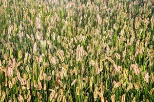 a field of brown rice is seen in the sun photo