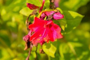 a red flower is growing on a green plant photo