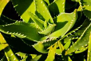 una planta de aloe vera foto