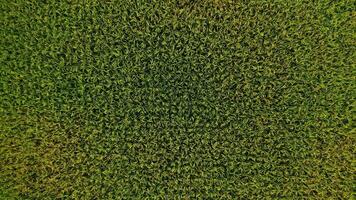 Rice field in Bali drone video