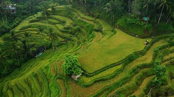 verde riso terrazze nel Indonesia fuco video