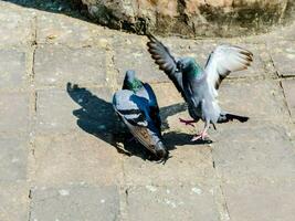 two pigeons are fighting on the ground photo