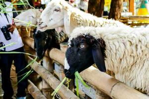 sheep eating grass in a pen photo