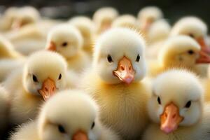 AI generated Cute fluffy small little yellow ducks AI Generated photo