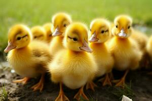 ai generado linda mullido pequeño pequeño amarillo patos ai generado foto