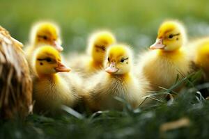 ai generado linda mullido pequeño pequeño amarillo patos ai generado foto