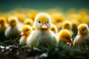 ai generado linda mullido pequeño pequeño amarillo patos ai generado foto