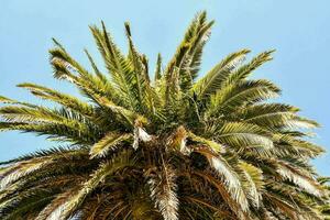 a palm tree with a blue sky in the background photo