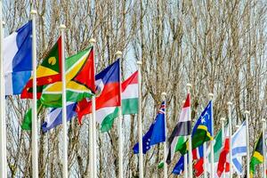 many different flags are flying in front of trees photo