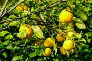 a lemon tree with many ripe lemons on it photo