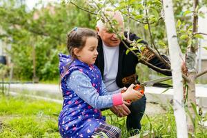 abuelo y nieta cortar uvas en un viñedo foto