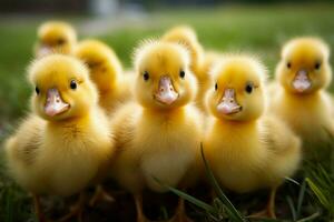 ai generado linda mullido pequeño pequeño amarillo patos ai generado foto