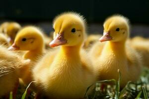 AI generated Cute fluffy small little yellow ducks AI Generated photo