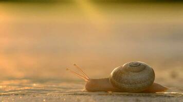 caracol arrastrando sus cáscara en el pista a puesta de sol video