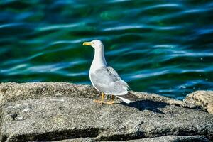 un Gaviota es en pie en un rock cerca el agua foto