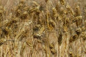 a field of ripe wheat is shown in this photo