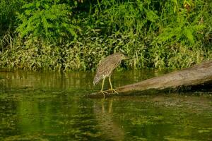 a bird is standing on a log in the water photo