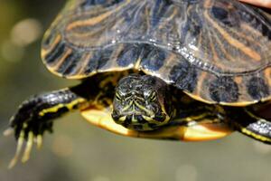 un cerca arriba de un Tortuga con sus cabeza arriba foto