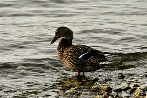 a duck standing in the water near rocks photo