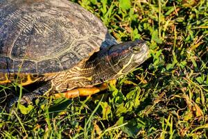 a turtle is walking in the grass photo