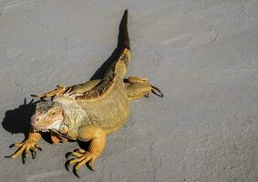 an iguana is sitting on the ground with its tail up photo