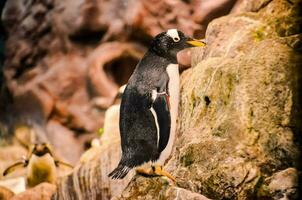 a penguin is standing on a rock in an enclosure photo