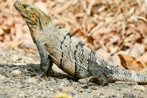 an iguana with spikes on its head photo