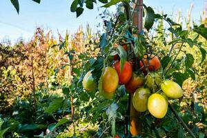tomatoes growing on the vine in a garden photo