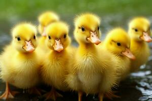 ai generado linda mullido pequeño pequeño amarillo patos ai generado foto