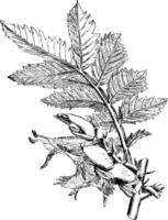 Flowers and Leaf of Melianthus Comosus vintage illustration. vector