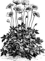 Anemone Sylvestris Flower vintage illustration. vector