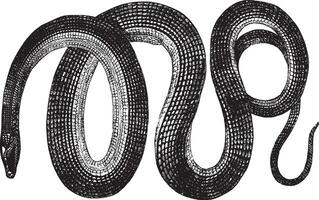 Glass snake, vintage illustration. vector