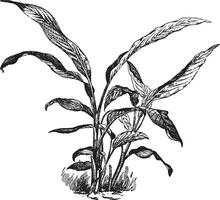 Curcuma Petiolata vintage illustration. vector