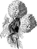 Viburnum Opulus vintage illustration. vector