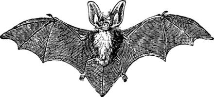 Grey long-eared bat, vintage engraving. vector