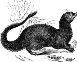 Egyptian Mongoose or Herpestes ichneumon vintage engraving vector