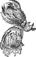 Hazelnuts, vintage engraving. vector
