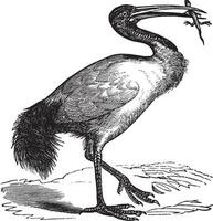 africano sagrado ibis o Threskiornis aethiopicus Clásico grabado vector