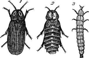 Lampyris splendidule Lampyris splendidula vintage engraving vector