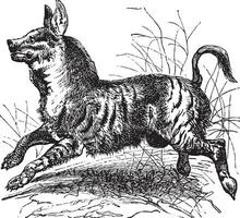 Striped Hyena or Hyaena hyaena vintage engraving vector