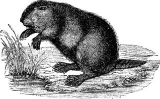 Beaver, vintage engraving. vector