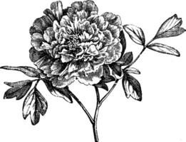 Flowering Branch of Mountain Peony vintage illustration. vector