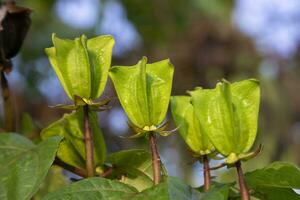 ulat kambal o abroma agosto, es un herbario planta foto