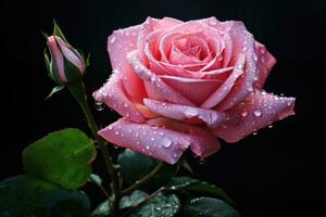 AI generated Beautiful pink rose with water drops on black background, closeup, A pink rose with drops of water on its petals and a dark background, AI Generated photo