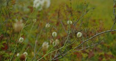 autumn in the southern Urals video