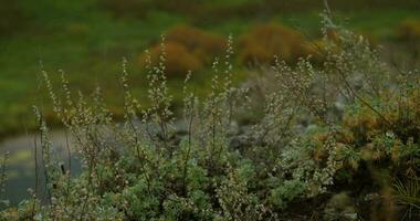 autumn in the southern Urals video