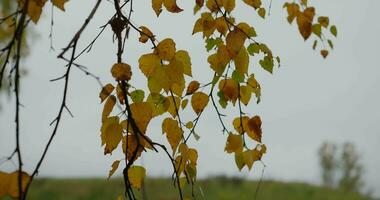 Herbst im das Süd- Ural video