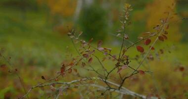 autumn in the southern Urals video